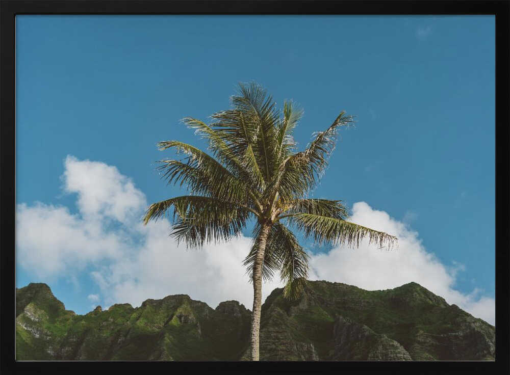 Hawaiian Palm Poster