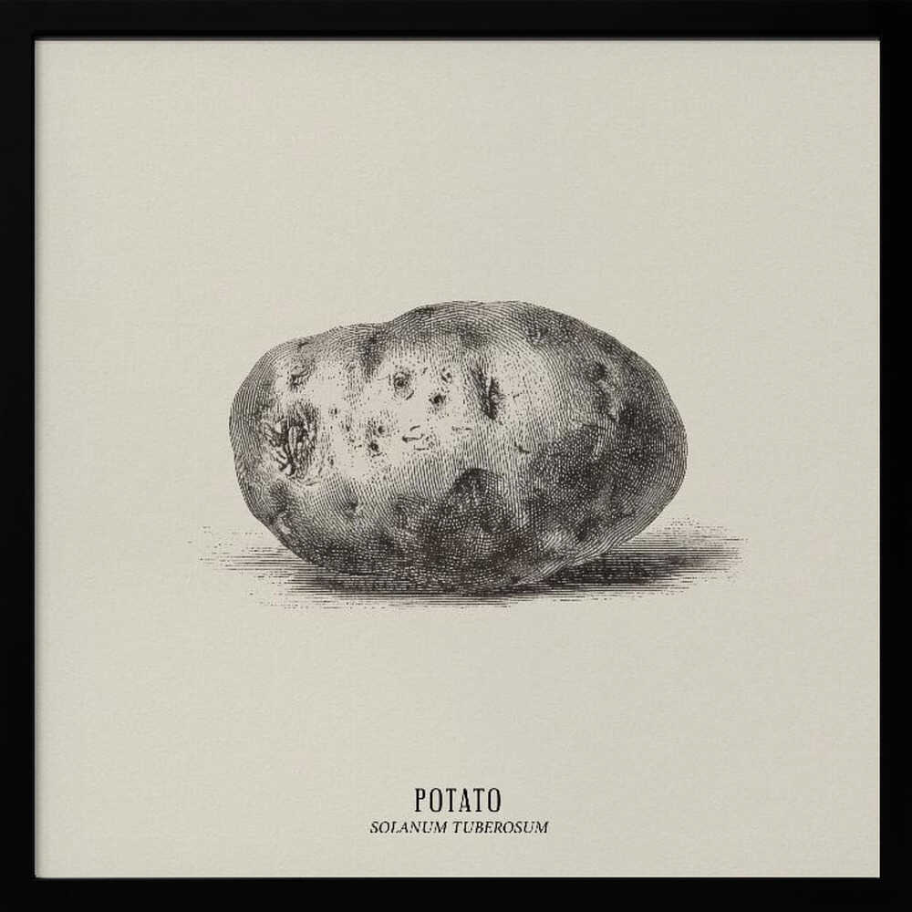 Vintage Vegetables - Potato Poster