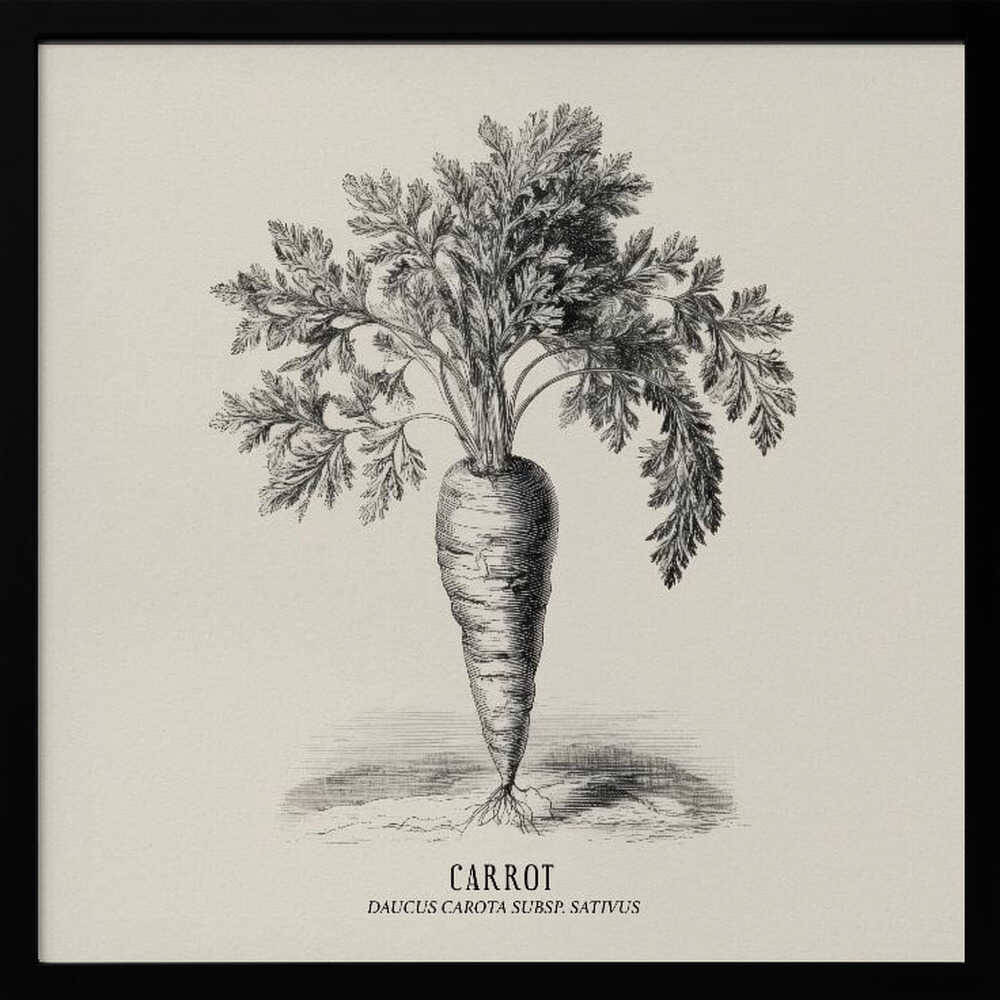 Vintage Vegetables - Carrot Poster
