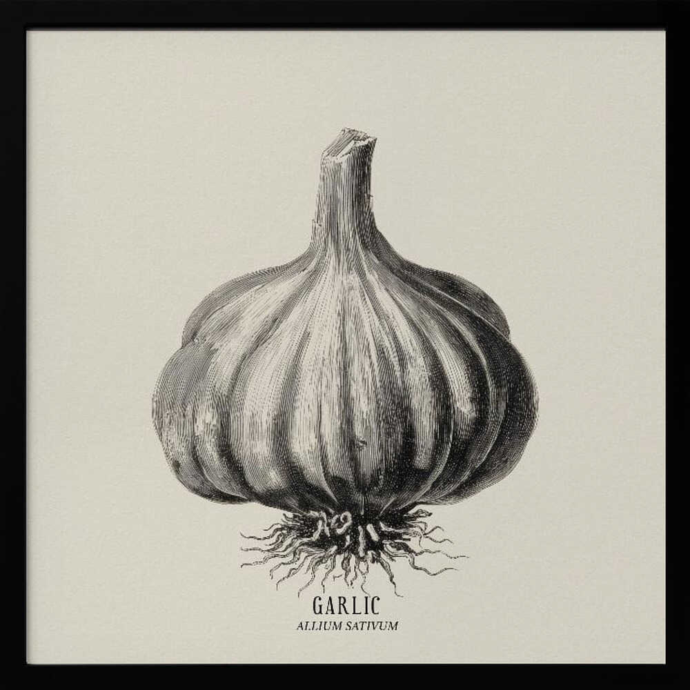 Vintage Vegetables - Garlic Poster