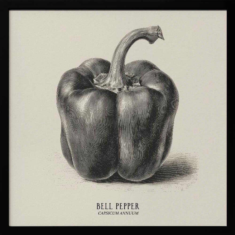 Vintage Vegetables - Bell Pepper Poster