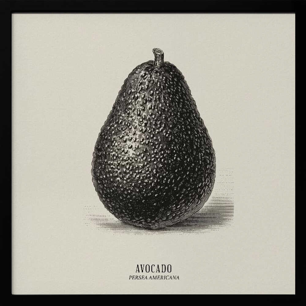 Vintage Vegetables - Avocado Poster