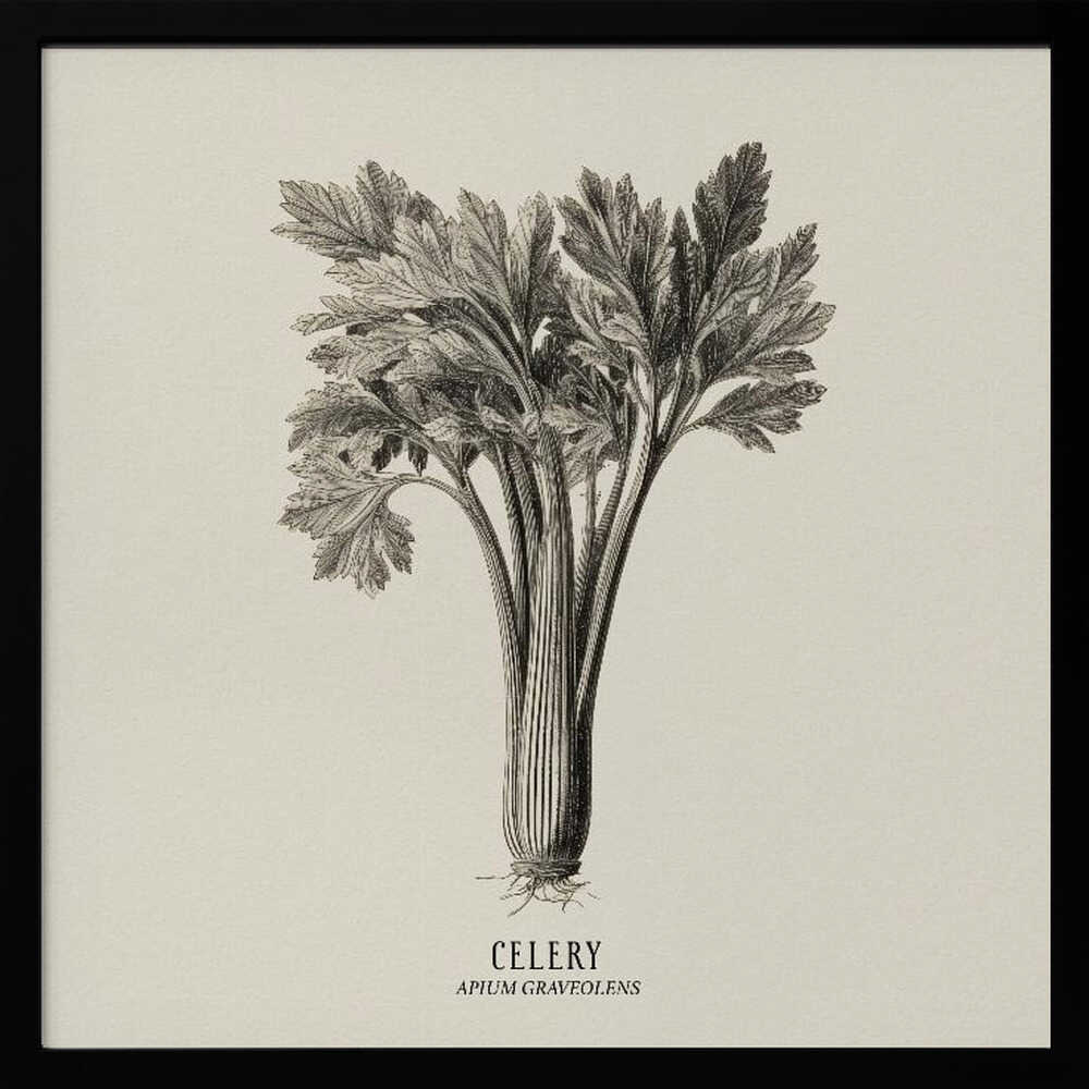 Vintage Vegetables - Celery Poster