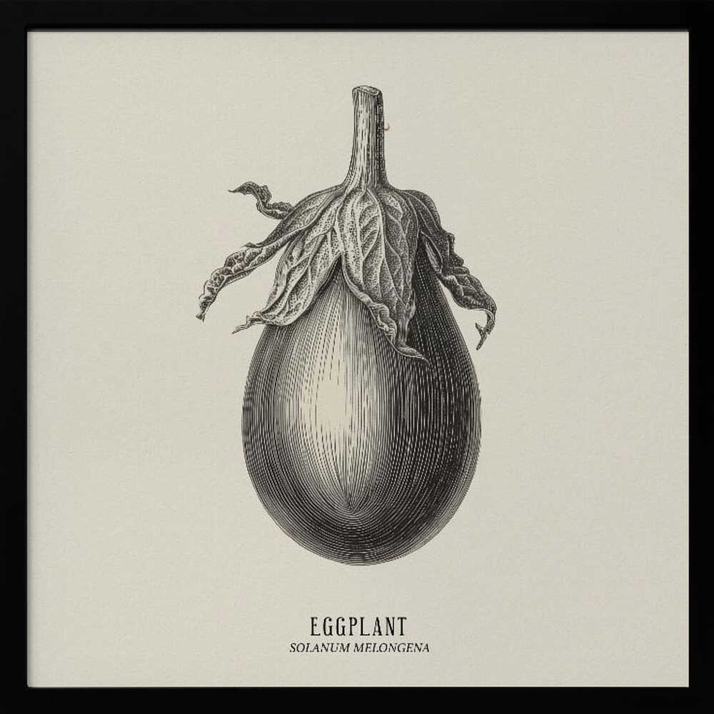 Vintage Vegetables - Eggplant Poster