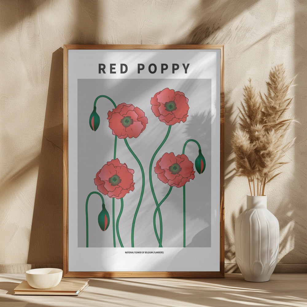 Red Poppy - National flower of Belgium Poster