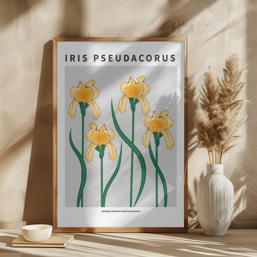 Iris - National flower of Belgium Poster