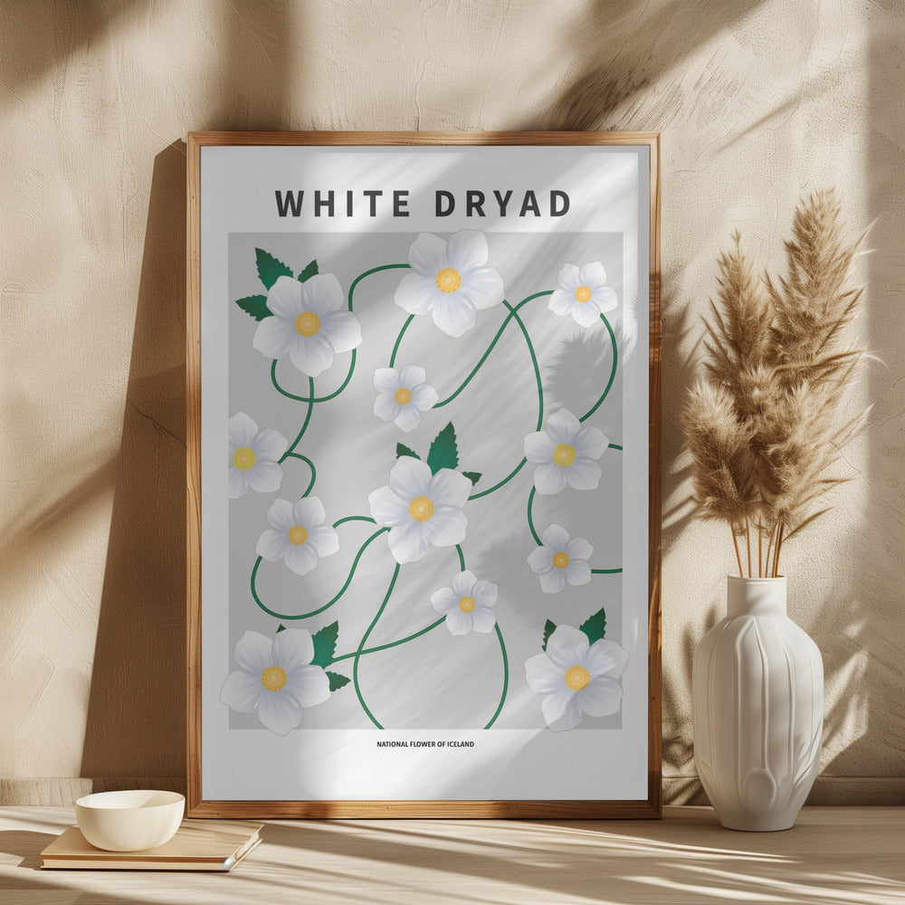 White dryad - National flower of Iceland Poster