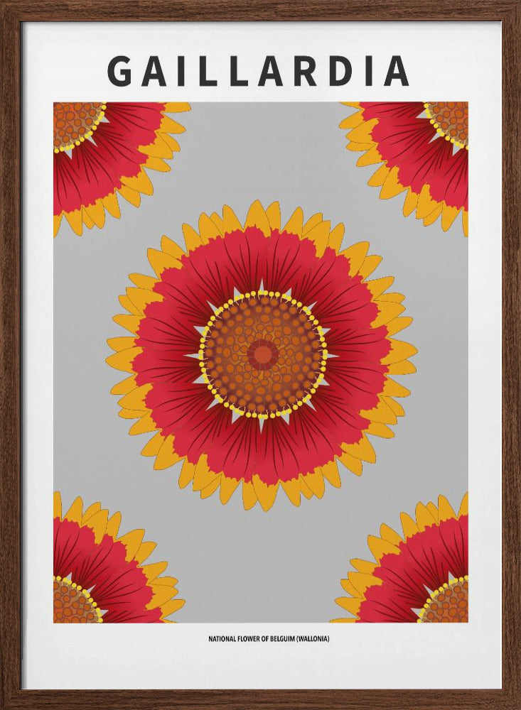 Gaillardia - National flower of Belgium Poster