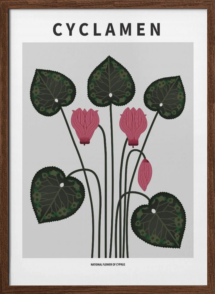 Cyklamen - National flower of Cypres Poster
