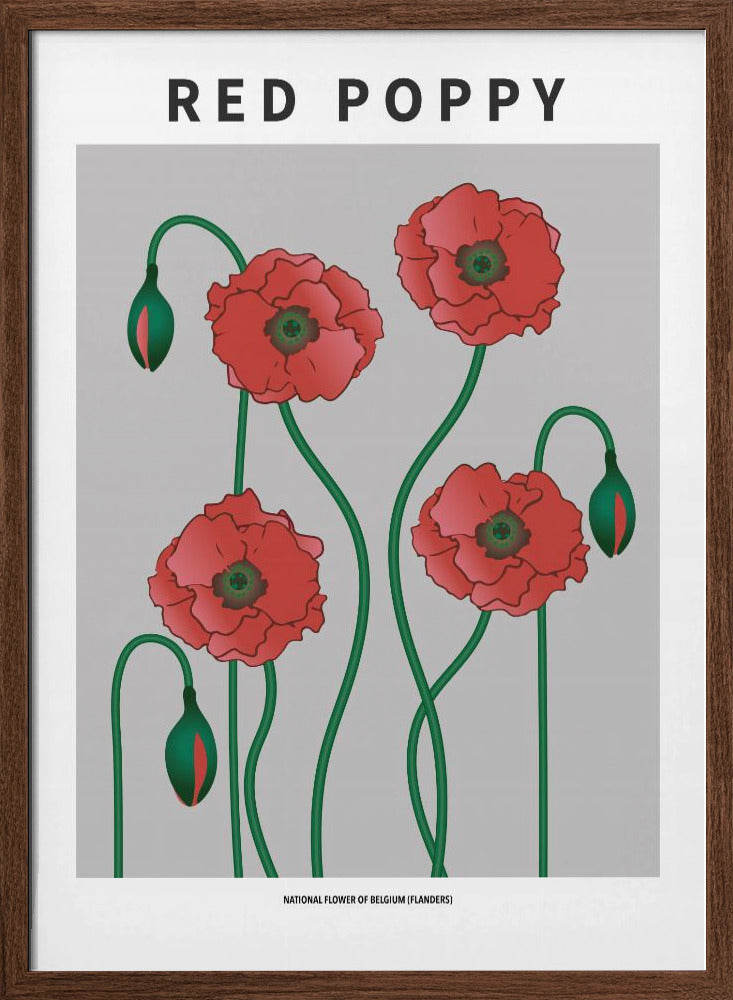 Red Poppy - National flower of Belgium Poster