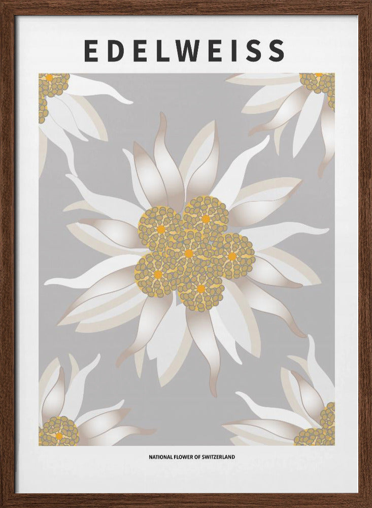 Edelweiss - National flower of Switzerland Poster