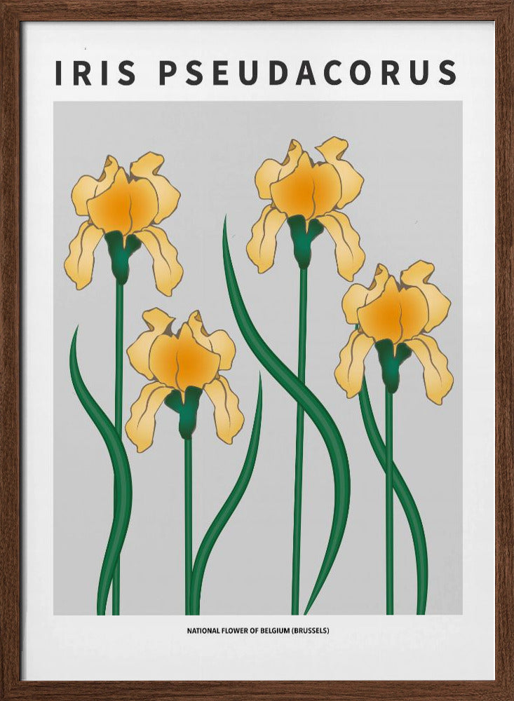 Iris - National flower of Belgium Poster