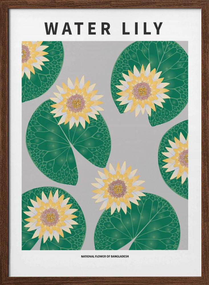 Water lily - National flower of Bangladesh Poster