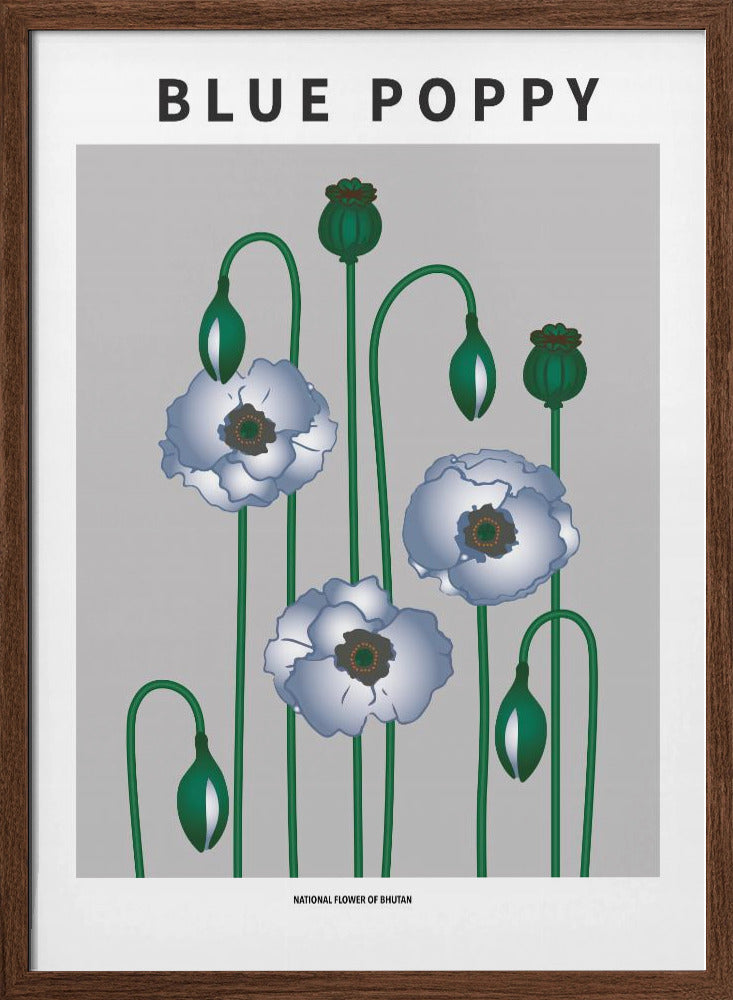 Blue Poppy - National flower of Bhutan Poster