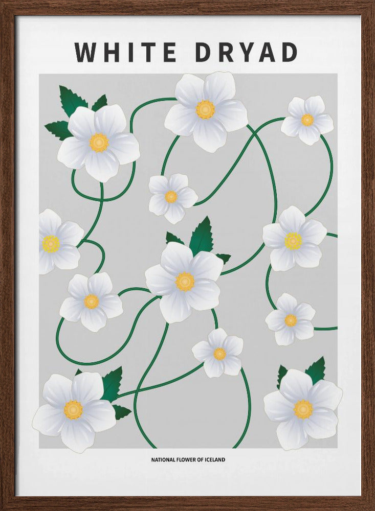 White dryad - National flower of Iceland Poster