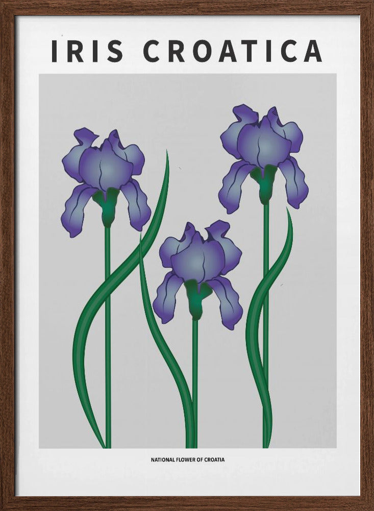 Iris Croatica - National flower of Croatia Poster