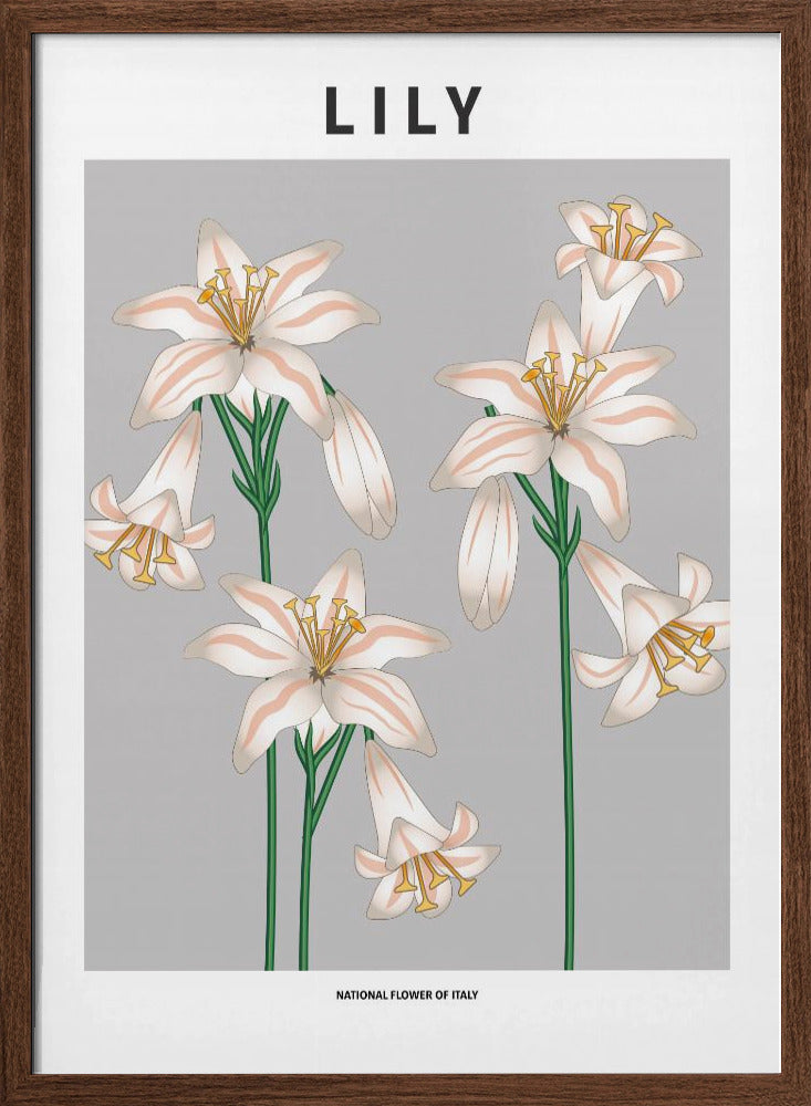 Lily - National flower of Italy Poster
