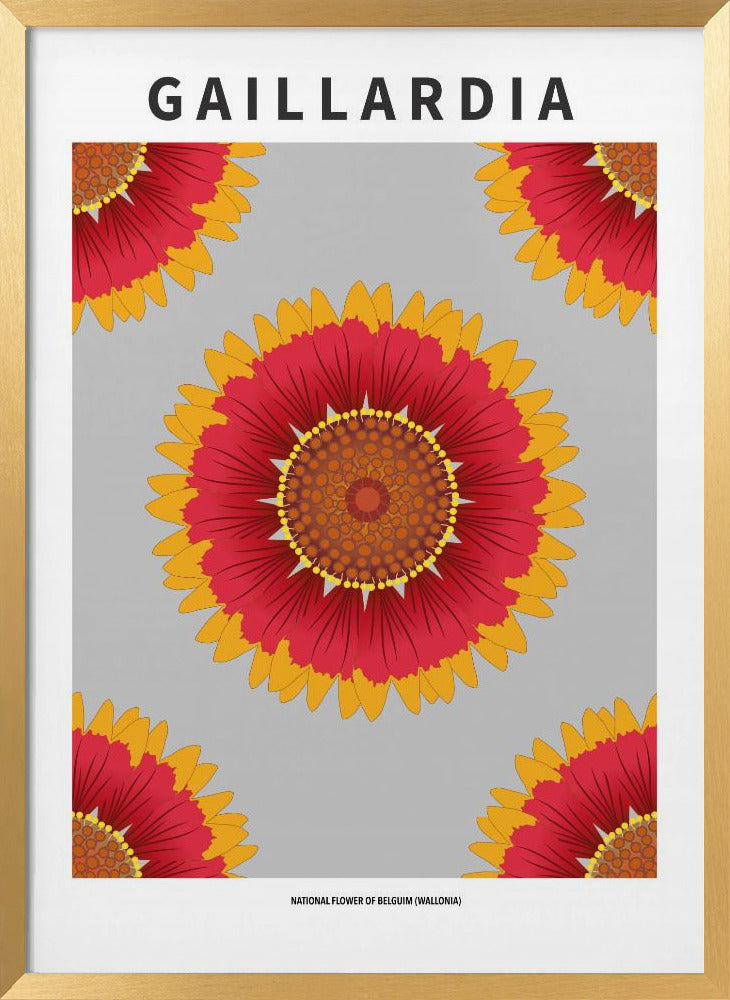 Gaillardia - National flower of Belgium Poster