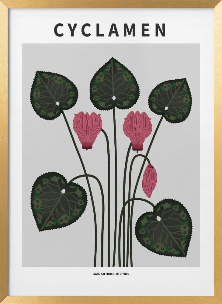 Cyklamen - National flower of Cypres Poster