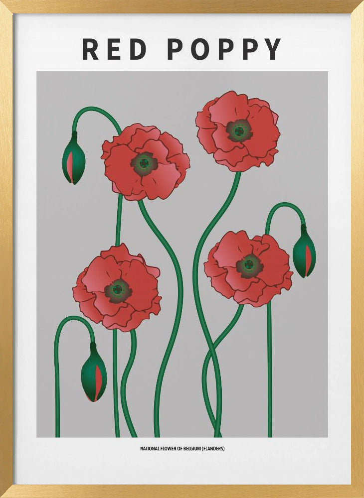 Red Poppy - National flower of Belgium Poster