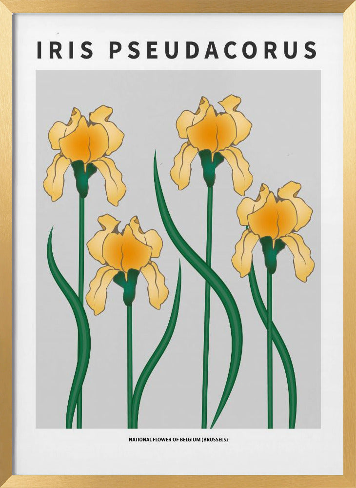 Iris - National flower of Belgium Poster