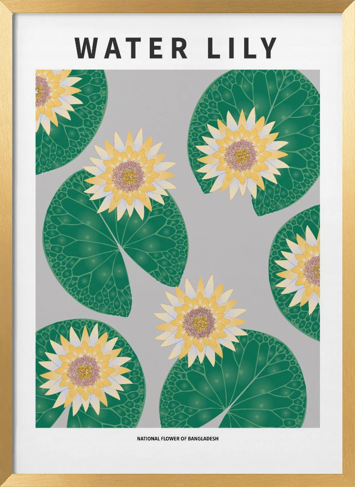 Water lily - National flower of Bangladesh Poster