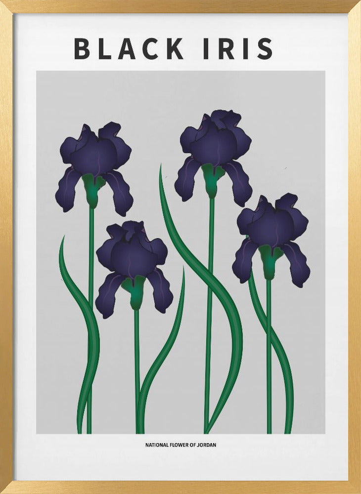 Black Iris - National flower of Jordan Poster