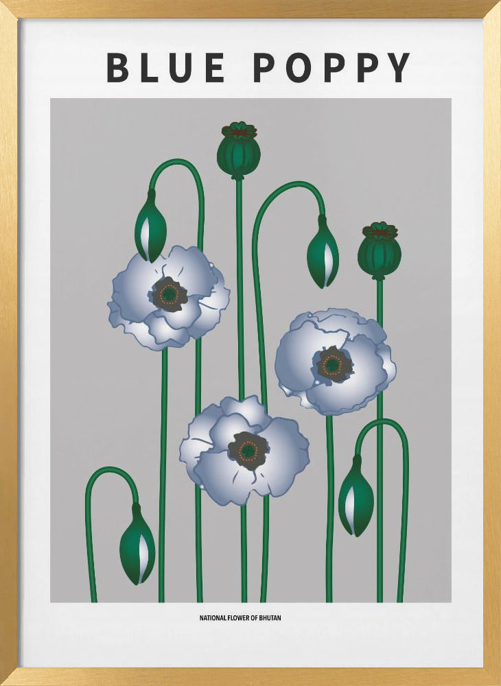 Blue Poppy - National flower of Bhutan Poster