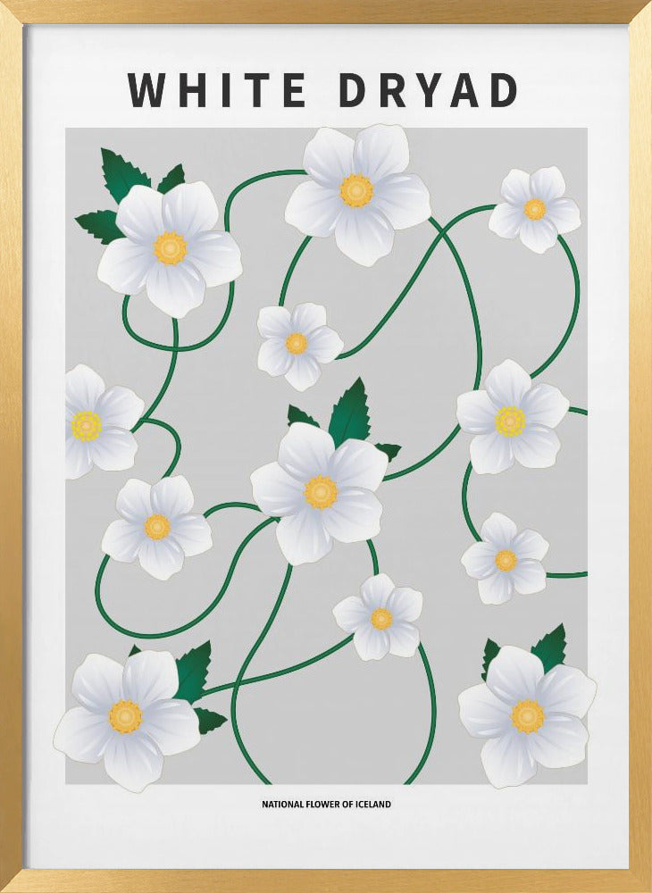 White dryad - National flower of Iceland Poster