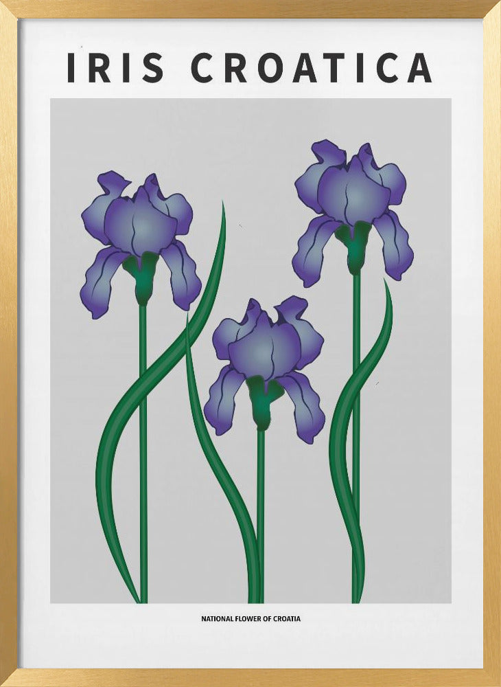 Iris Croatica - National flower of Croatia Poster
