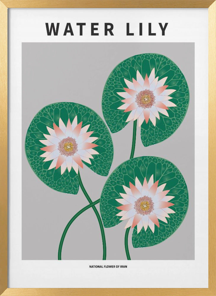 Water Lily - National flower of Iran Poster