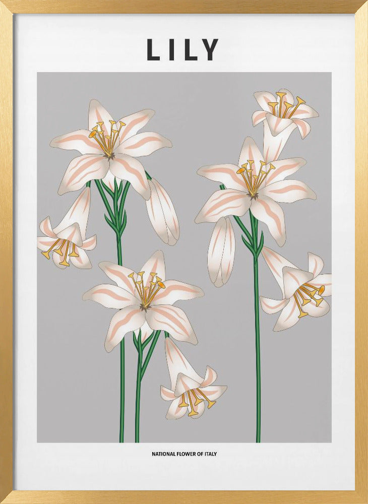 Lily - National flower of Italy Poster