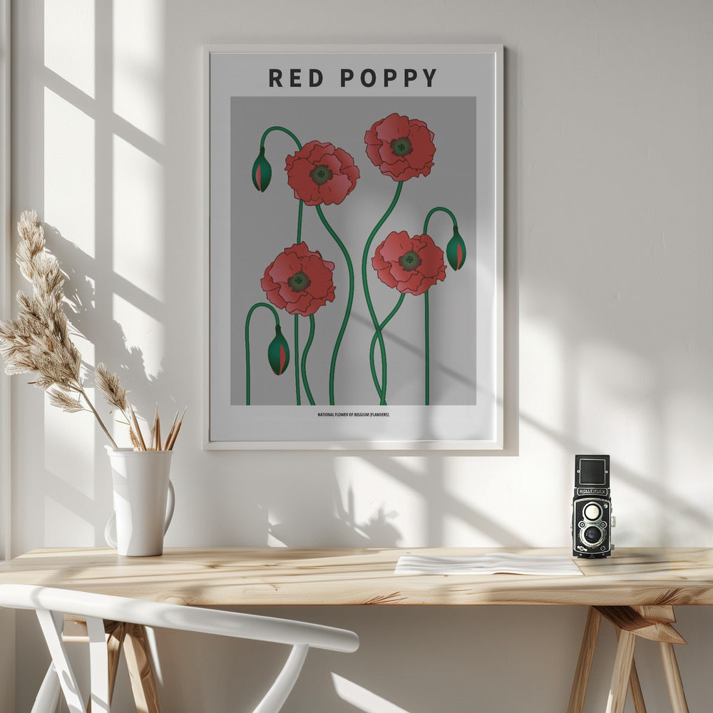 Red Poppy - National flower of Belgium Poster