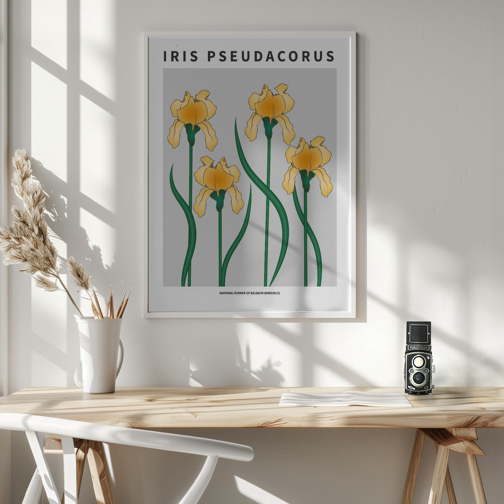 Iris - National flower of Belgium Poster