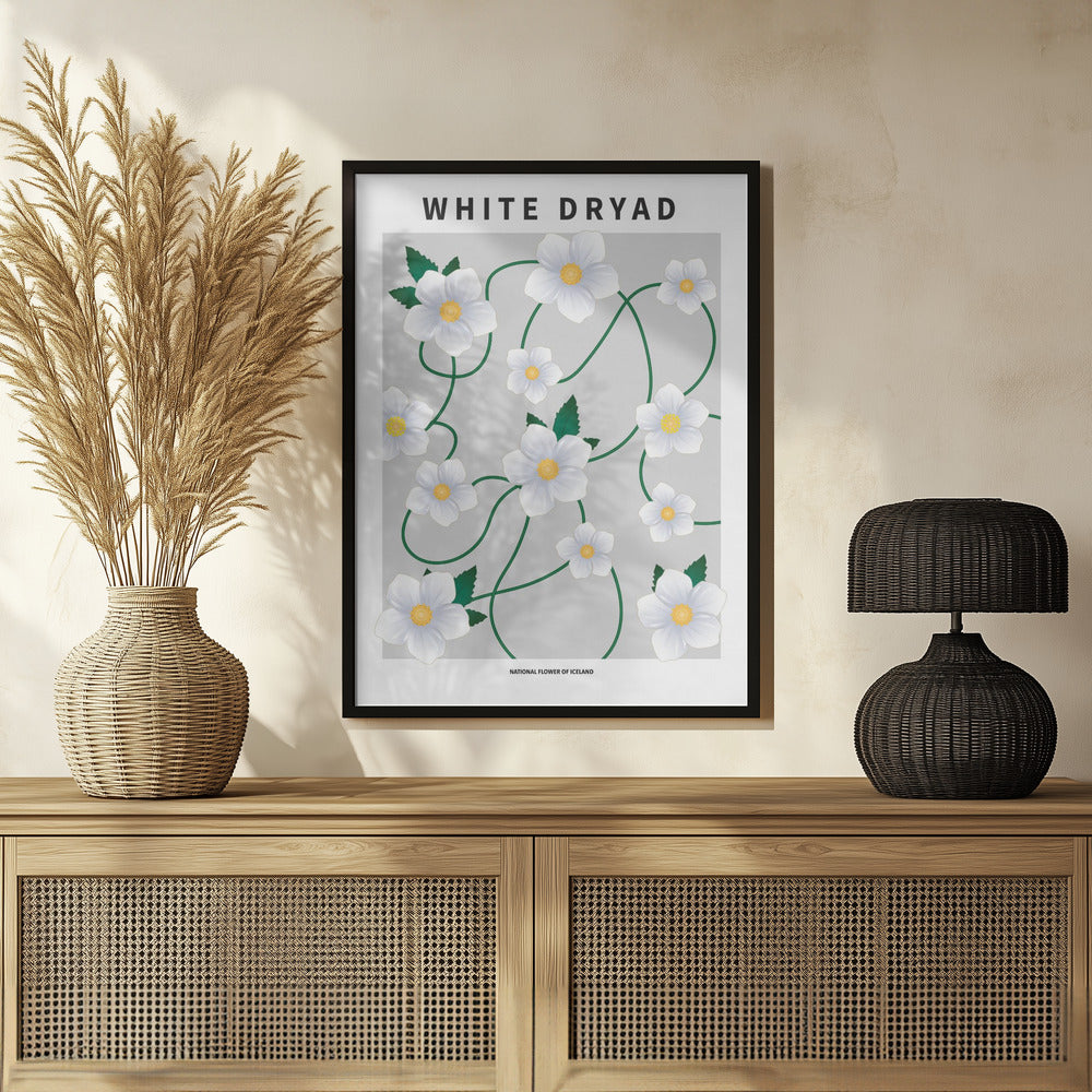 White dryad - National flower of Iceland Poster