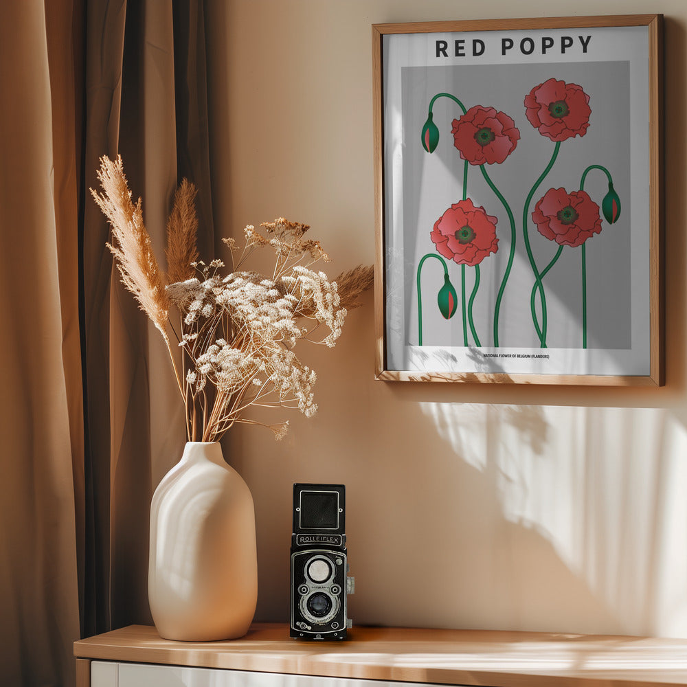 Red Poppy - National flower of Belgium Poster
