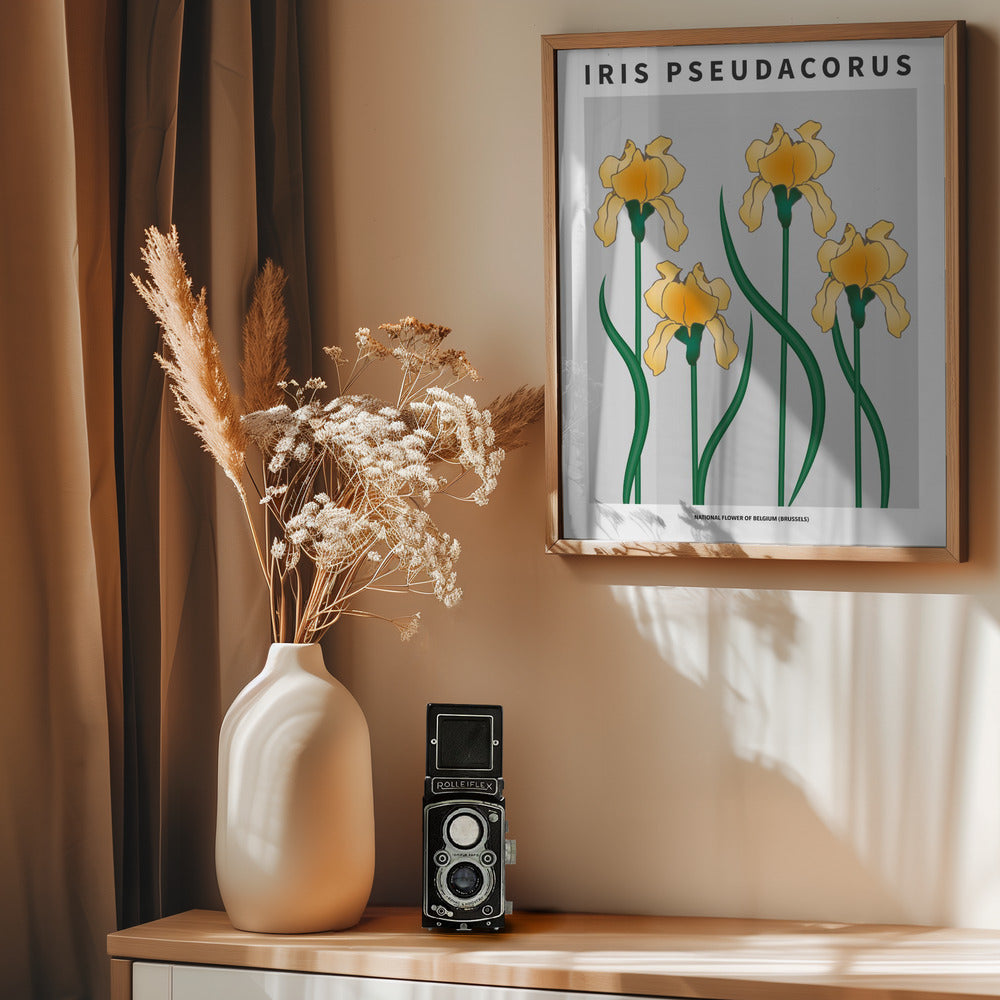 Iris - National flower of Belgium Poster