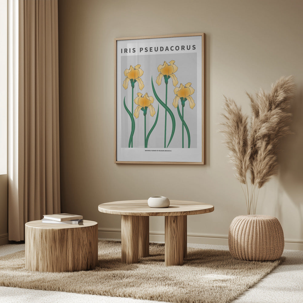 Iris - National flower of Belgium Poster