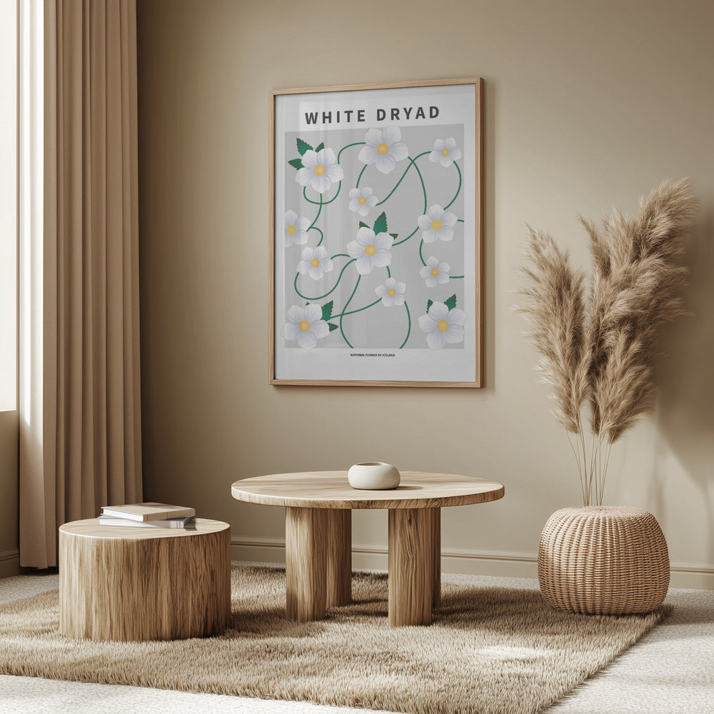 White dryad - National flower of Iceland Poster
