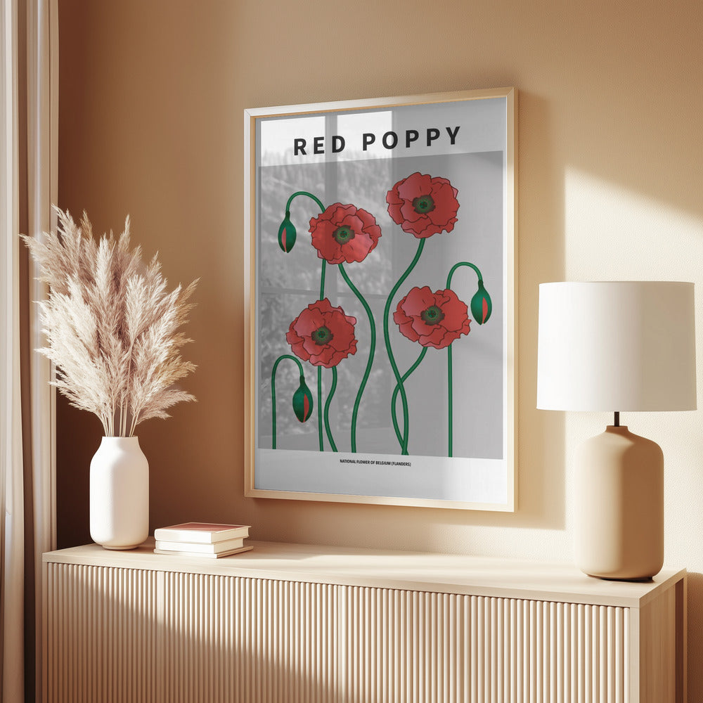Red Poppy - National flower of Belgium Poster