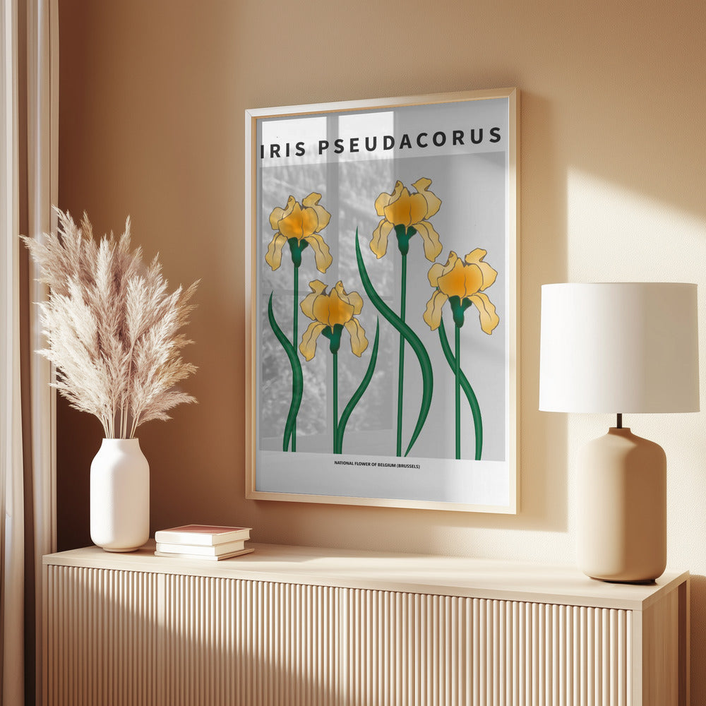 Iris - National flower of Belgium Poster