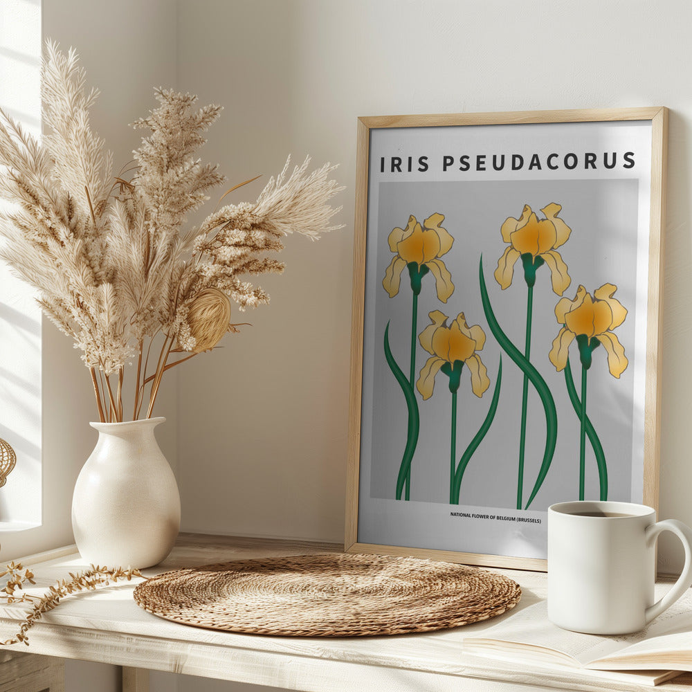Iris - National flower of Belgium Poster