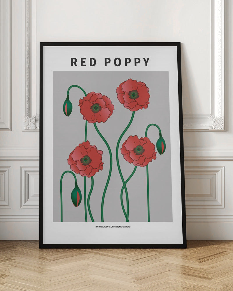 Red Poppy - National flower of Belgium Poster