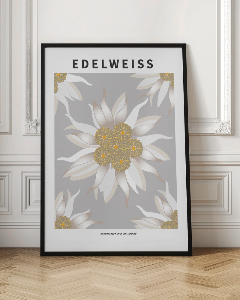 Edelweiss - National flower of Switzerland Poster