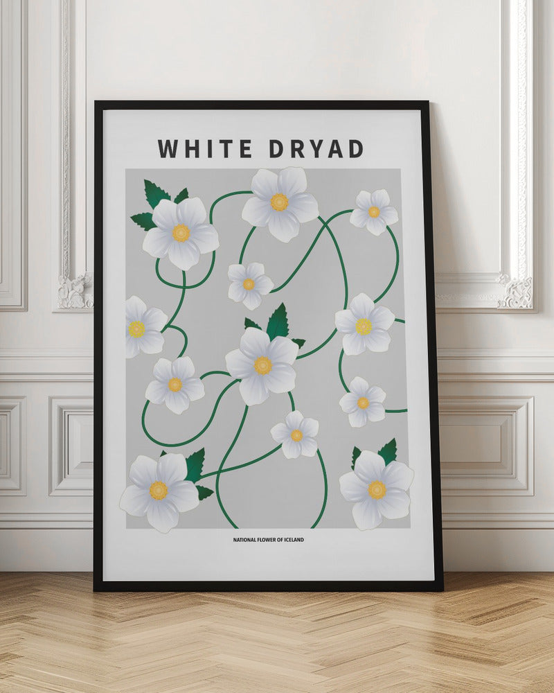 White dryad - National flower of Iceland Poster