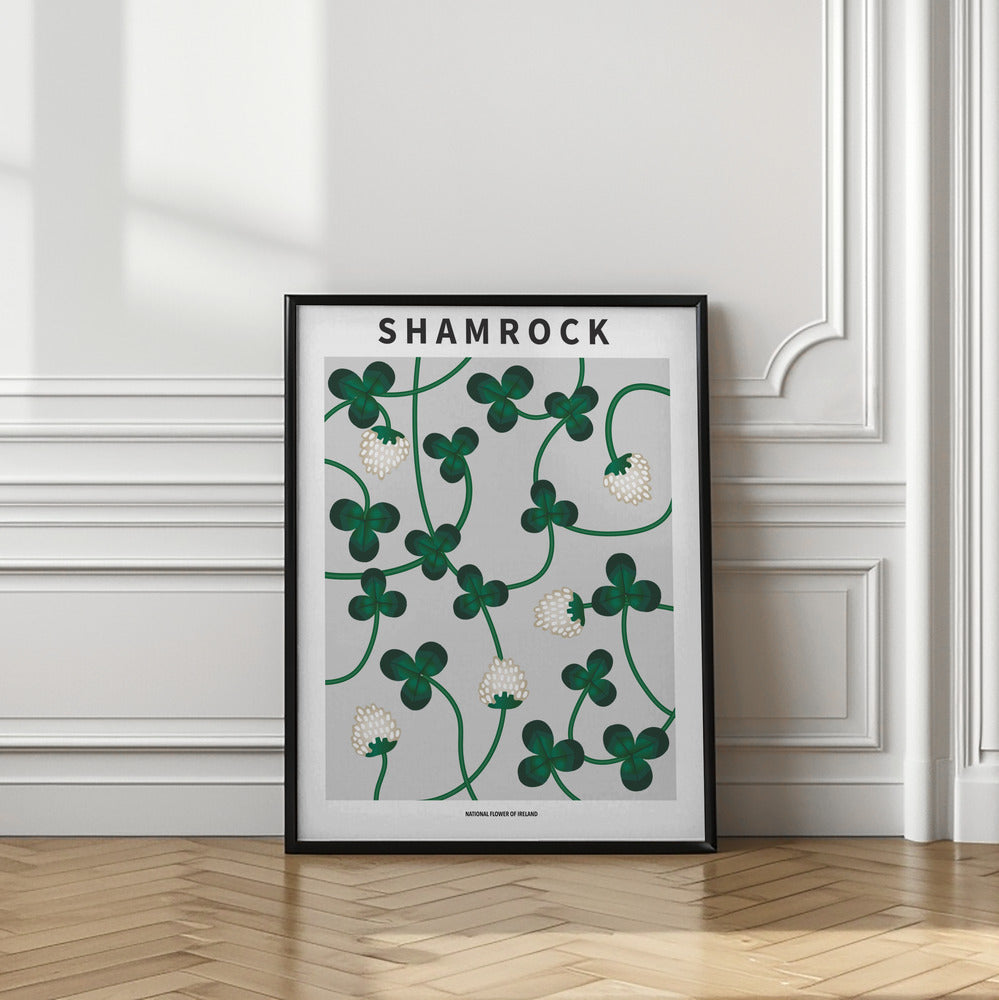 Shamrock - National flower of Ireland Poster