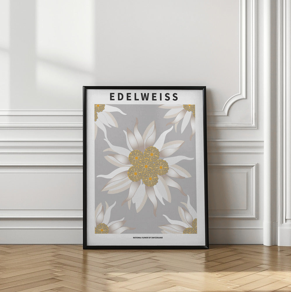 Edelweiss - National flower of Switzerland Poster