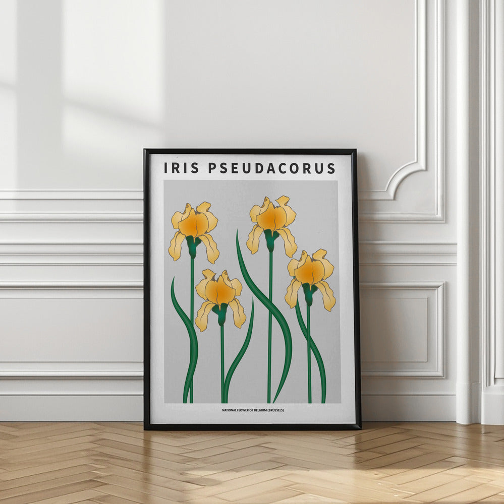 Iris - National flower of Belgium Poster