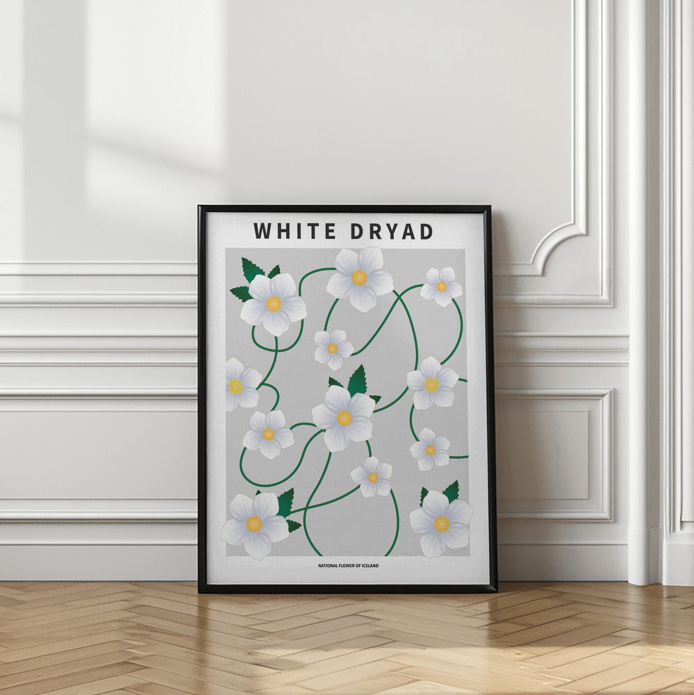 White dryad - National flower of Iceland Poster