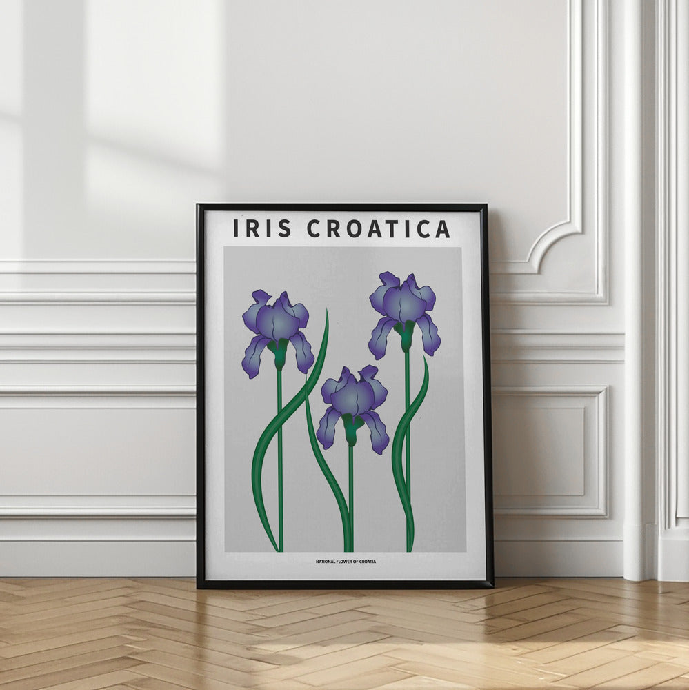 Iris Croatica - National flower of Croatia Poster